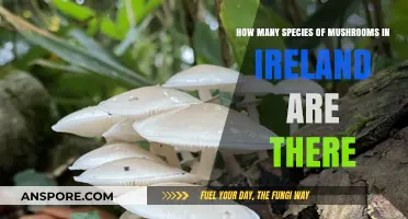 Mushroom Varieties in Ireland: Exploring Nature's Bounty