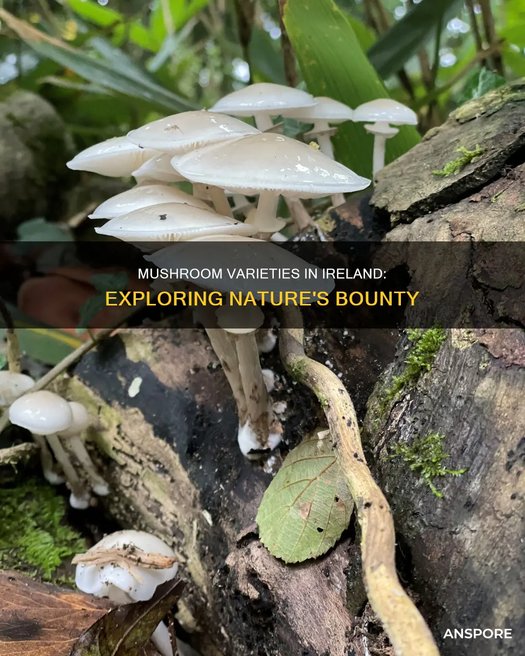 how many species of mushrooms in ireland are there