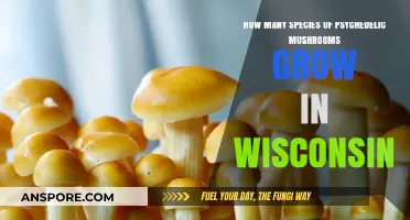 Exploring Wisconsin's Psychedelic Mushrooms: Species Diversity and Distribution