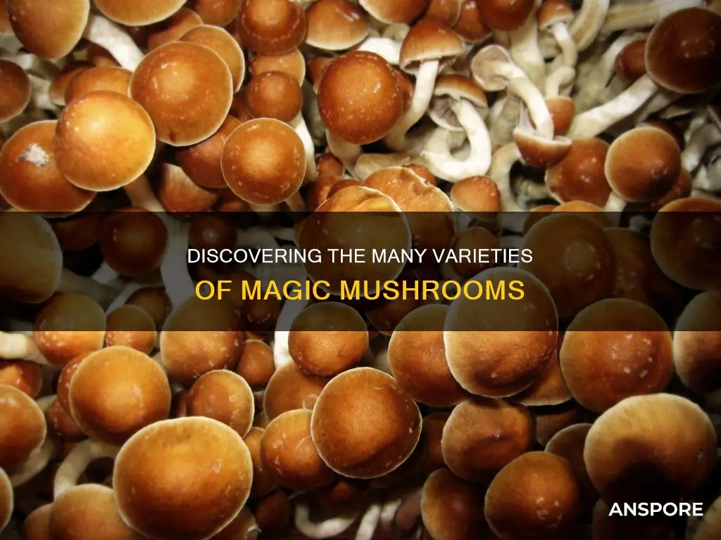 how many spices of psilocybe mushrooms