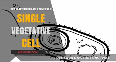 Understanding Spore Formation in a Single Vegetative Cell