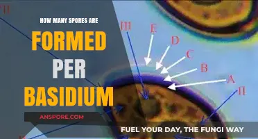 Understanding Basidium Sporulation: How Many Spores Are Typically Produced?