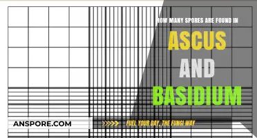 Exploring Fungal Reproduction: Spore Counts in Ascus vs. Basidium