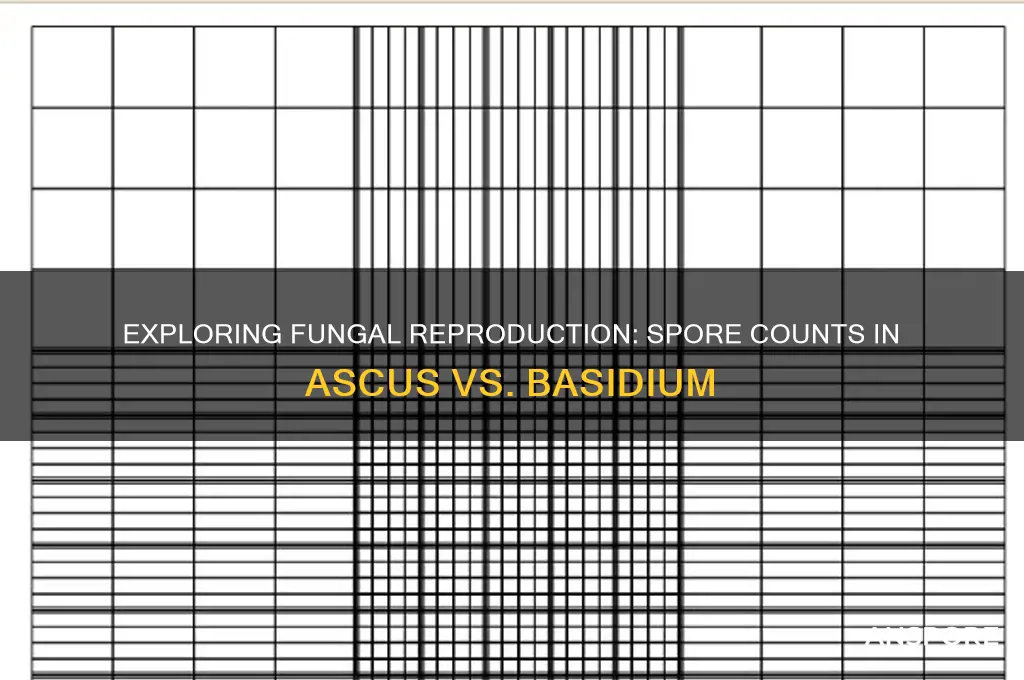 how many spores are found in ascus and basidium