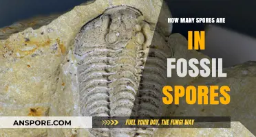 Unveiling the Mystery of Fossil Spores: Counting Ancient Spores