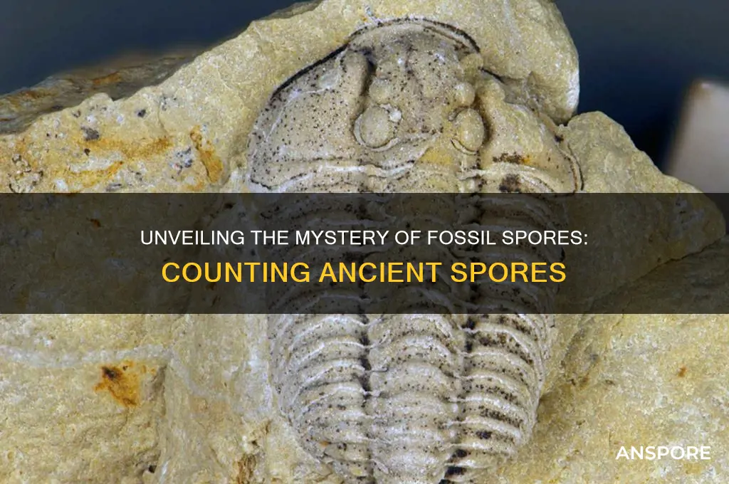 how many spores are in fossil spores