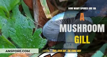 Unveiling the Mushroom Gill's Spores: A Microscopic Mystery