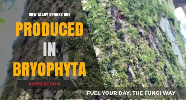 Bryophyta's Sporic Reproduction: Understanding the Quantity of Spores Produced