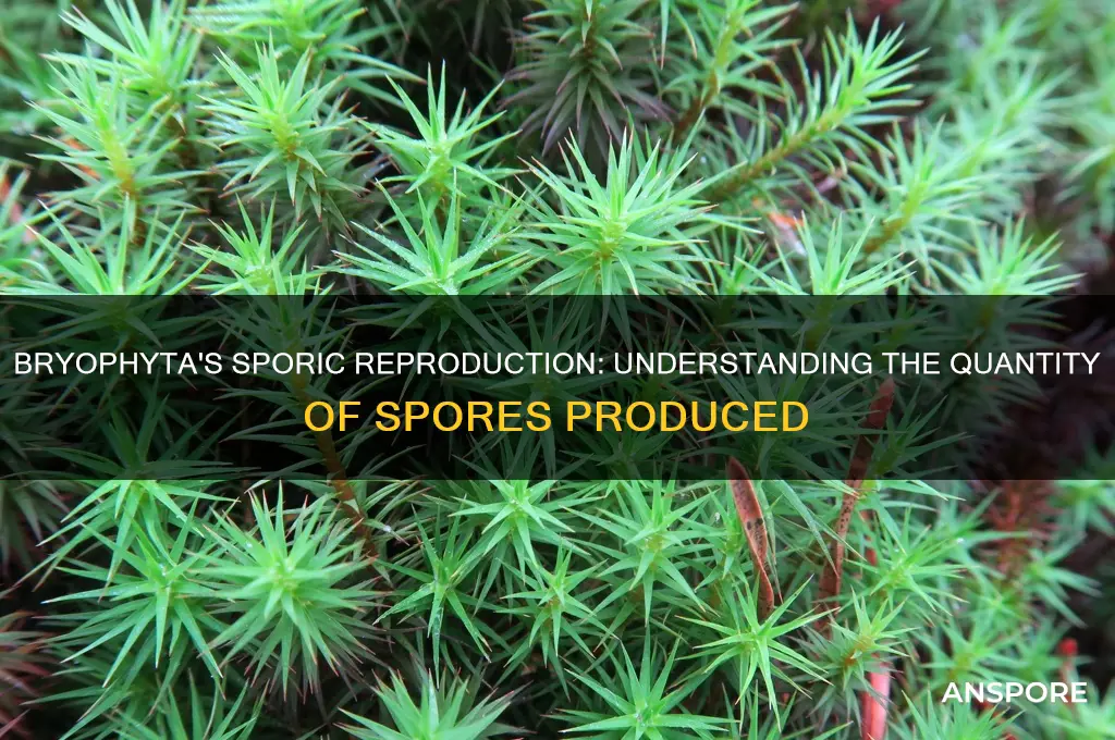 how many spores are produced in bryophyta
