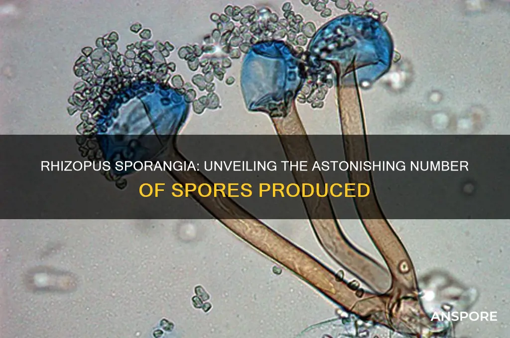 how many spores are produced in rhizopus sporangia