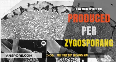 Zygosporangium Spore Production: Understanding the Quantity per Structure
