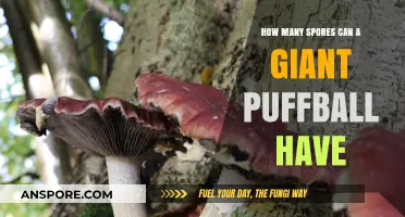 Giant Puffball's Astonishing Spore Count: Unveiling Nature's Tiny Secrets
