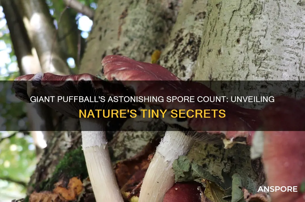 how many spores can a giant puffball have