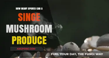 Unbelievable Spore Production: How Many Spores Can One Mushroom Release?