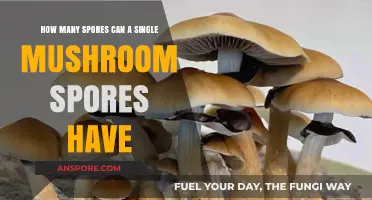 Unbelievable Mushroom Spores: How Many Can a Single Fungus Produce?