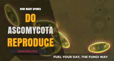Ascomycota Reproduction: Unveiling the Spores Count in Their Life Cycle