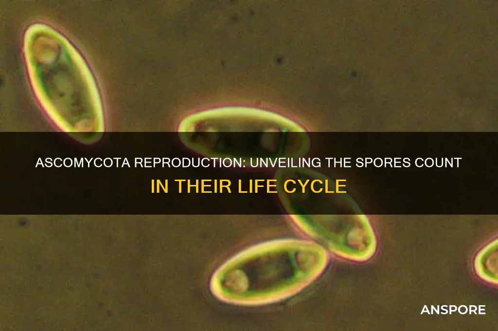 how many spores do ascomycota reproduce