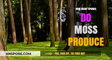 Unveiling the Surprising Quantity of Spores Produced by Moss Plants