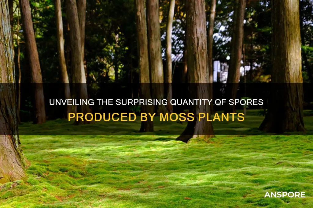 how many spores do moss produce