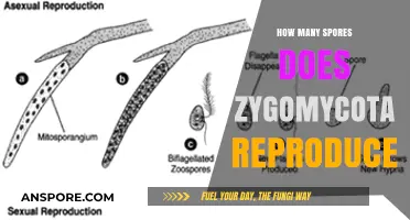 Zygomycota's Reproductive Strategy: Unveiling the Number of Spores Produced