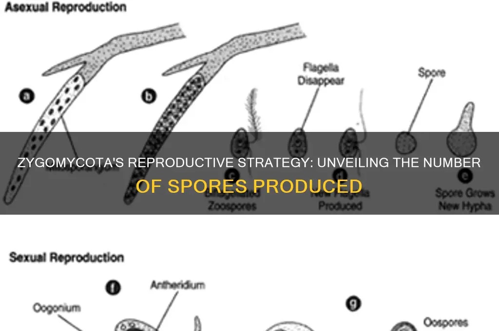 how many spores does zygomycota reproduce