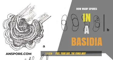 Understanding Basidia: Exploring the Number of Spores Produced in Each Structure