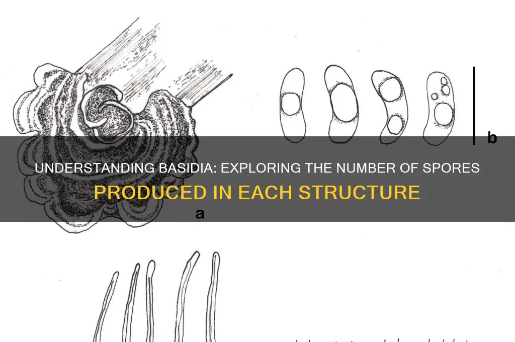 how many spores in a basidia