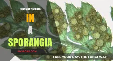 Understanding Sporangia: How Many Spores Are Produced Inside?