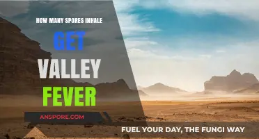 Inhaling Spores: Understanding Valley Fever Risks and Prevention Tips