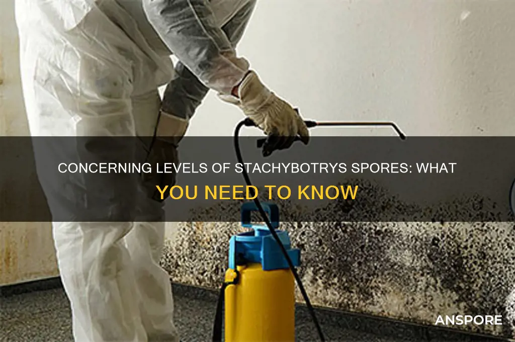 how many spores of stachybotchry are concerning