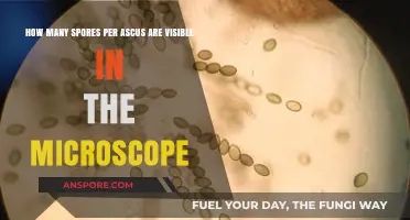 Microscopic Insights: Counting Spores per Ascus Under the Lens