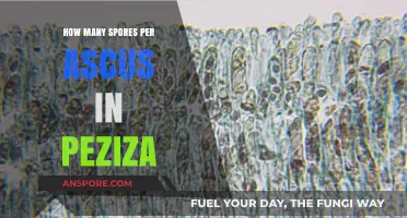Peziza Ascus Spore Count: Understanding the Number of Spores per Ascus