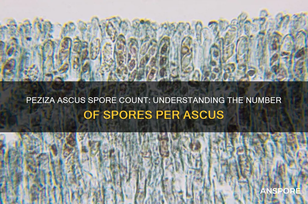 how many spores per ascus in peziza