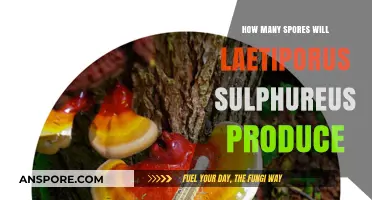 Laetiporus Sulphureus Spore Production: Unveiling the Abundance of Chicken Mushroom Spores