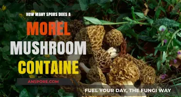 Unveiling Morel Mushroom Spores: Count, Dispersion, and Ecological Impact