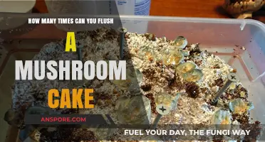 Flushing Mushroom Cakes: Understanding Limits and Best Practices