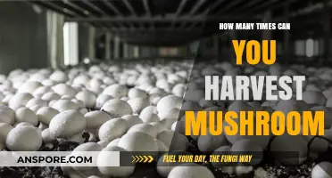 Maximizing Mushroom Yields: Understanding Multiple Harvest Cycles