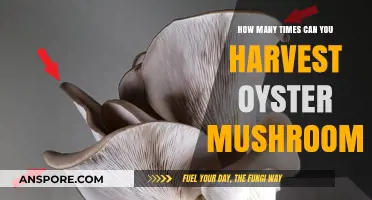 Maximizing Oyster Mushroom Yields: Understanding Multiple Harvest Cycles