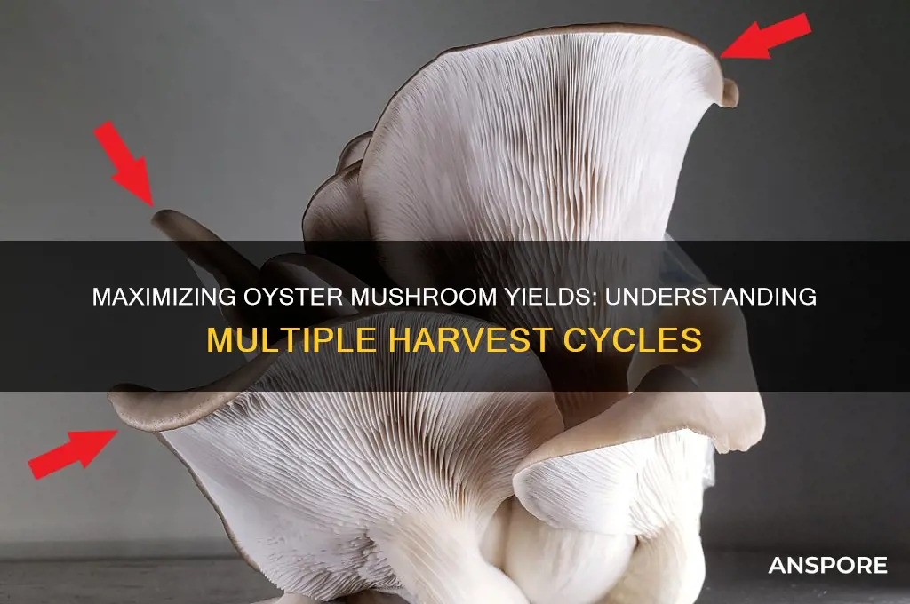 how many times can you harvest oyster mushrooms