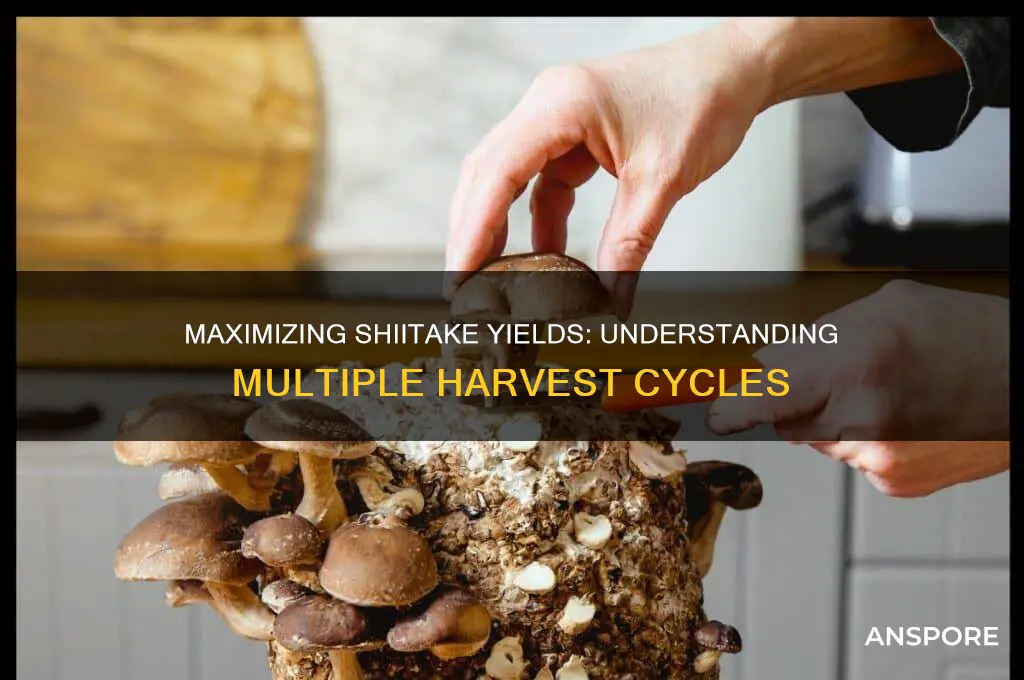 how many times can you harvest shiitake mushrooms
