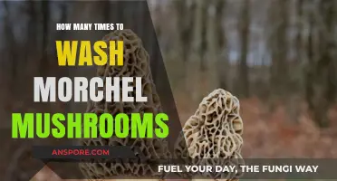 Washing Morel Mushrooms: How Many Times?