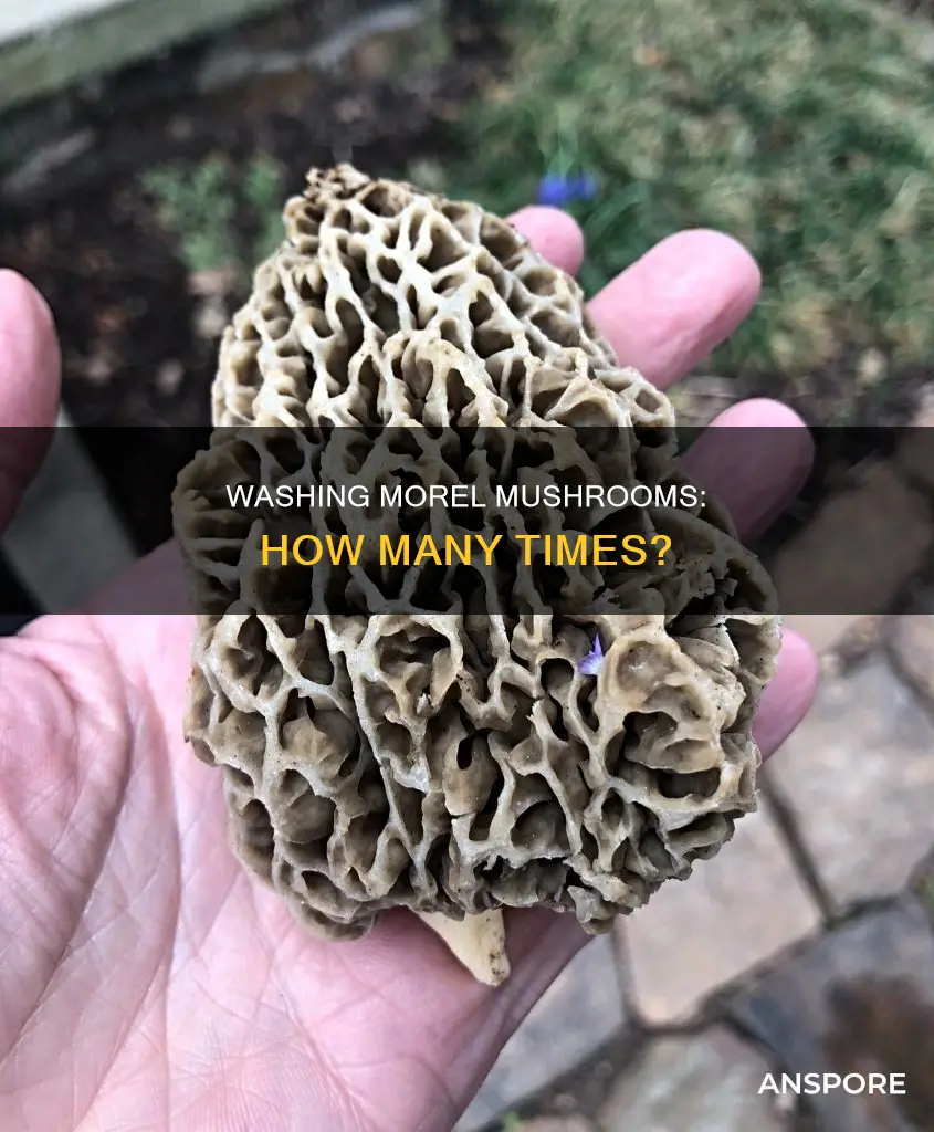 how many times to wash morchel mushrooms