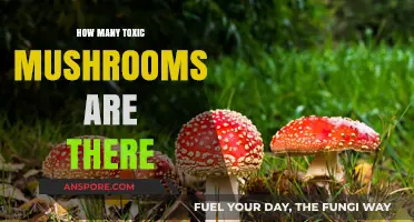 Toxic Mushrooms: A Dangerous and Deadly World