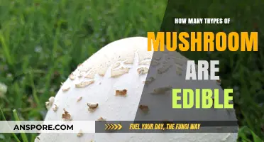 Exploring the Edible Mushroom Varieties: A Comprehensive Guide