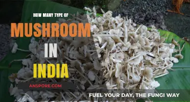 Mushroom Varieties in India: Exploring the Count