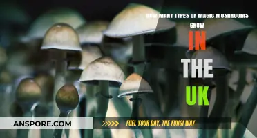 Exploring the Varied Types of Magic Mushrooms Growing in the UK