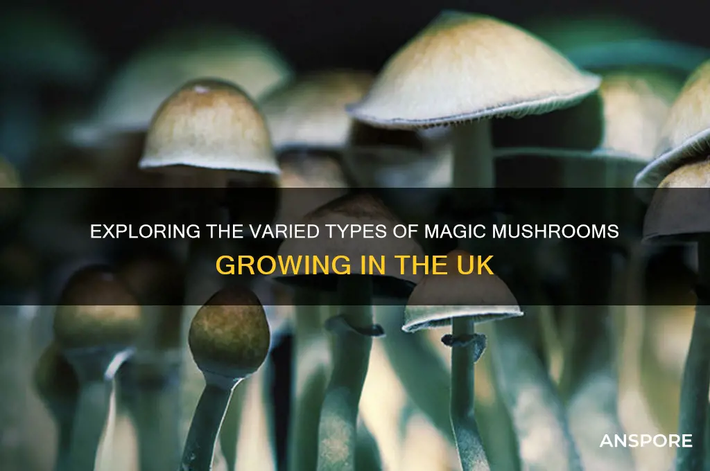 how many types of magic mushrooms grow in the uk