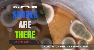 Exploring the Diverse World of Mold Spores: Types and Varieties