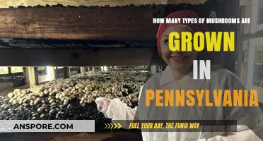 Mushroom Varieties Grown in Pennsylvania: A Comprehensive Guide