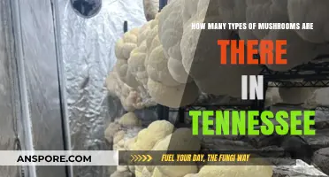 Mushroom Varieties in Tennessee: Exploring the State's Fungi